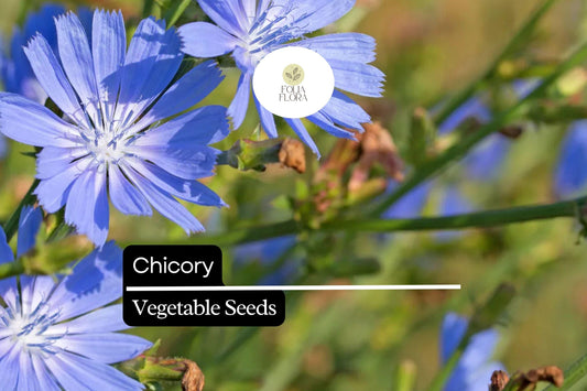 300 Seeds Chicory – Cichorium intybus, Heirloom Vegetable & Coffee Substitute