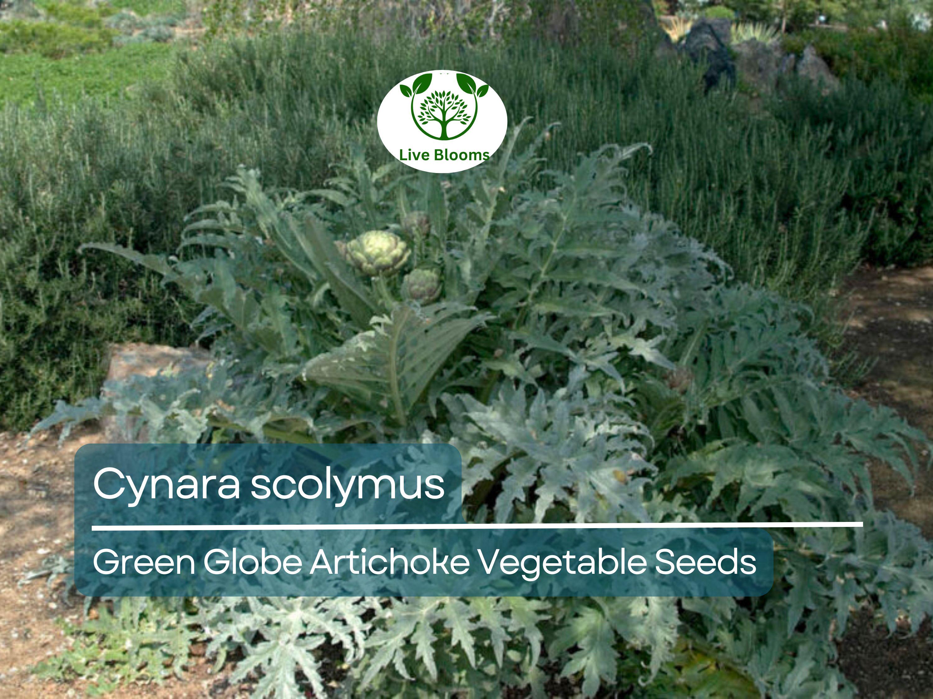 10 Green Globe Artichoke Seeds - Cynara scolymus | Heirloom Artichoke for Planting, Gardening & Culinary Use | Large, Tender Buds