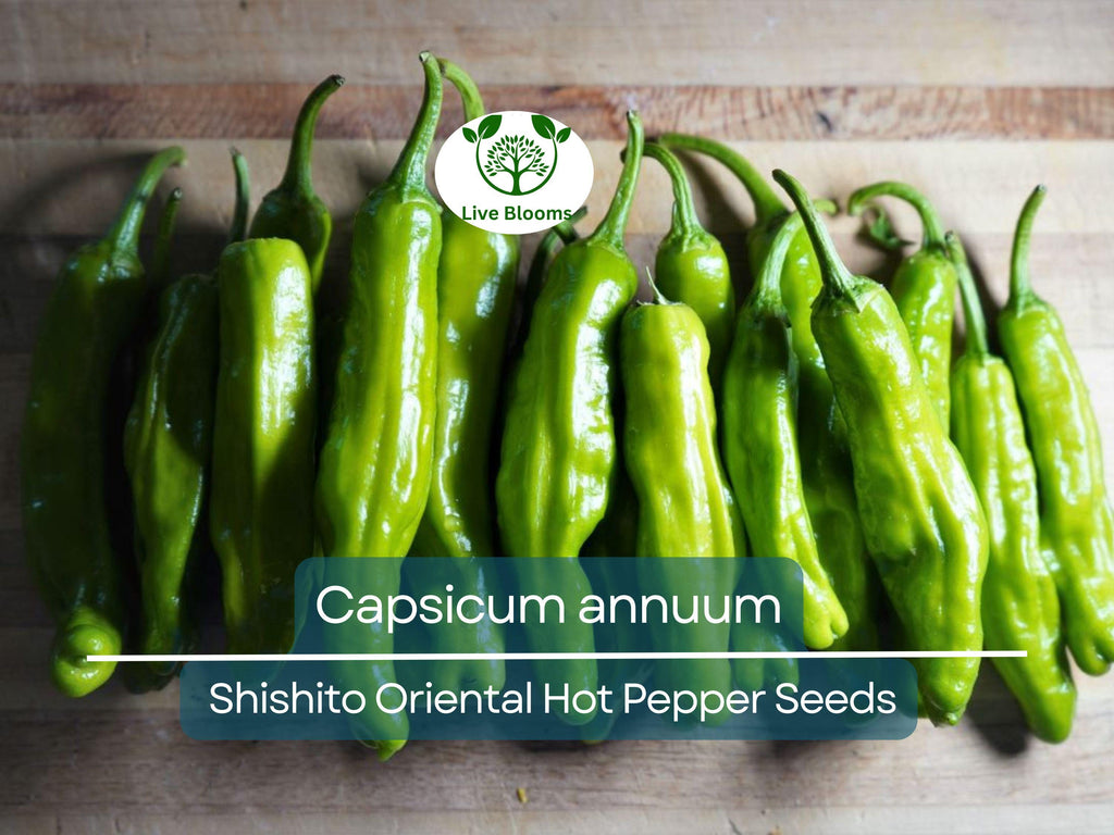 250 mg Seeds Shishito Oriental Hot Pepper – Capsicum annuum | Mildly Spicy Japanese Pepper for Planting, Sautéing & Grillin