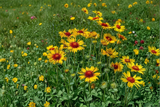 Yellow Gaillardia – Gaillardia aristata | 25 Seeds | Bright Wildflower | Drought-Tolerant Pollinator Plant