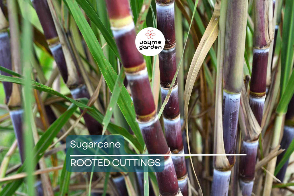 5 Rooted Sugarcane Cuttings – Sweet & Juicy – Tropical Live Plant – Ready to Plant – Fast Growing – Fresh Organic Stalks