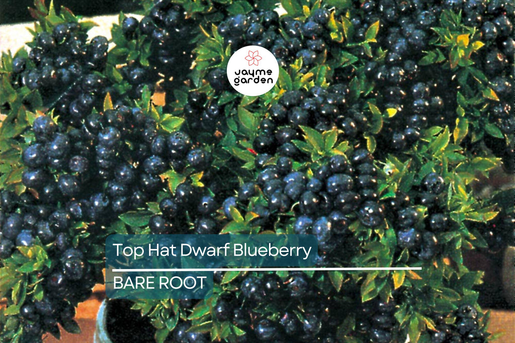 3 Top Hat Dwarf Blueberry Starter Plants Seedlings 4-6 inch Tall - Edible Berry Fruit Bush – Huge Roots, Live Bare Root, Full-Sized Berries