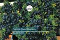 3 Top Hat Dwarf Blueberry Starter Plants Seedlings 4-6 inch Tall - Edible Berry Fruit Bush – Huge Roots, Live Bare Root, Full-Sized Berries