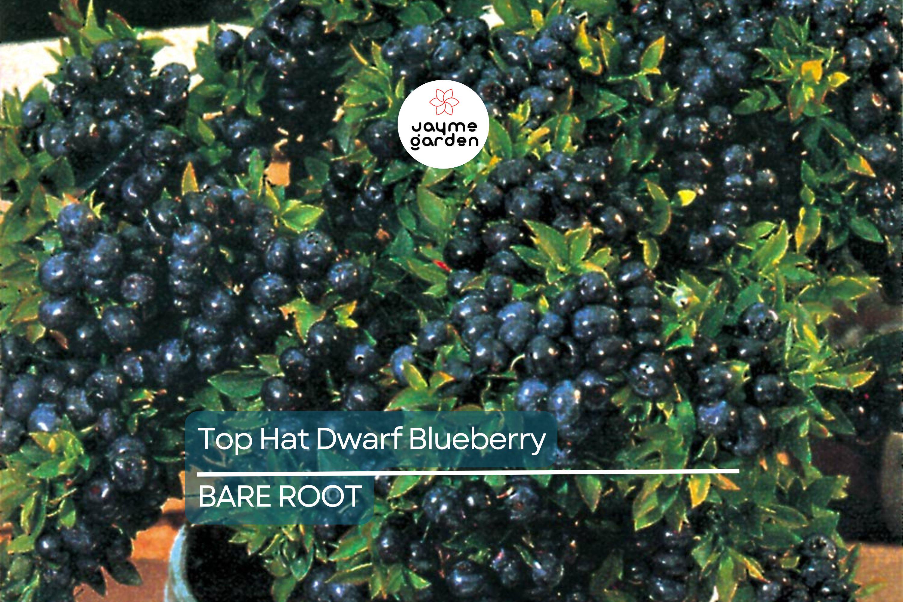 3 Top Hat Dwarf Blueberry Starter Plants Seedlings 4-6 inch Tall - Edible Berry Fruit Bush – Huge Roots, Live Bare Root, Full-Sized Berries