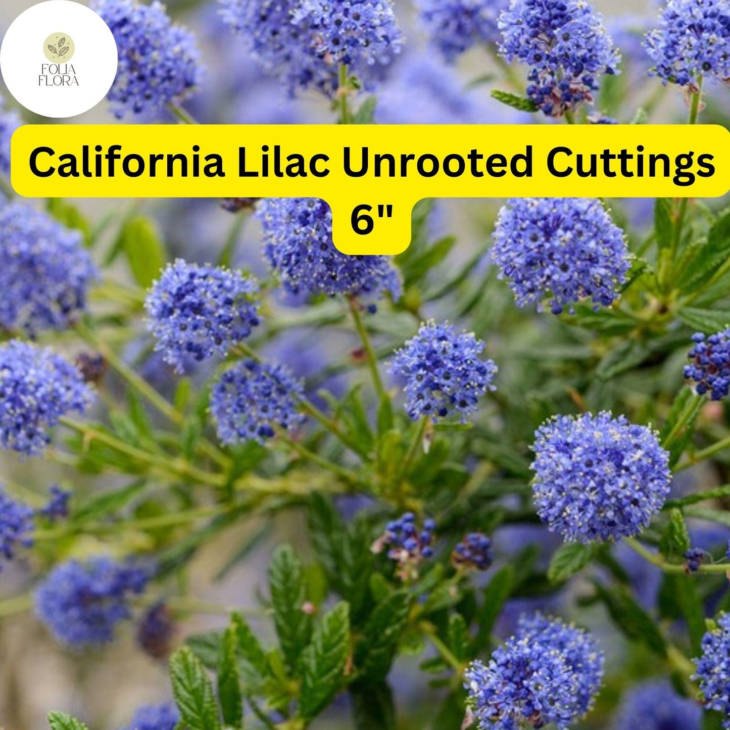 Ceanothus ‘California Lilac’ | 3 Unrooted 6" Live Cuttings | Fast-Growing Flowering Shrub | Blue Blooms