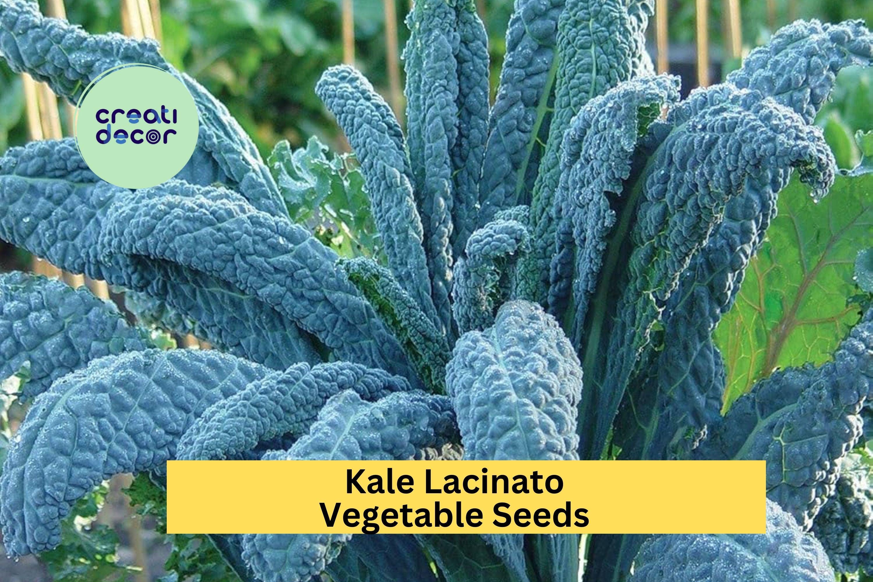 3pcs of 1g Lacinato Kale Seeds – Dinosaur Kale Variety for Garden Growing, Juicing, Cooking, or Salad Greens Seeds for Planting