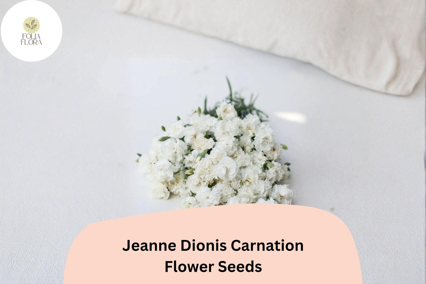 200+ Jeanne Dionis Carnation Seeds: Elegant White Double Blooms, Fragrant Hardy Perennial Dianthus