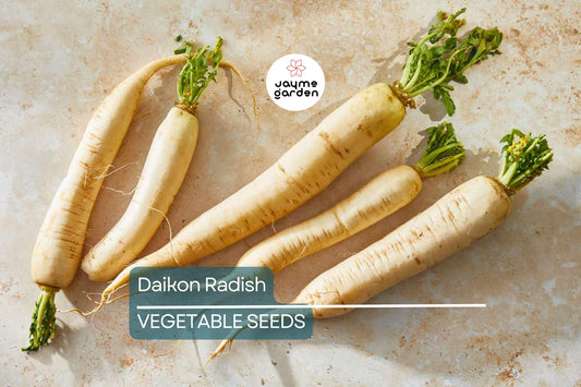 300+ Daikon Radish Seeds - Heirloom, NON-GMO, Fast-Growing, Mild Flavor, USA Seller!