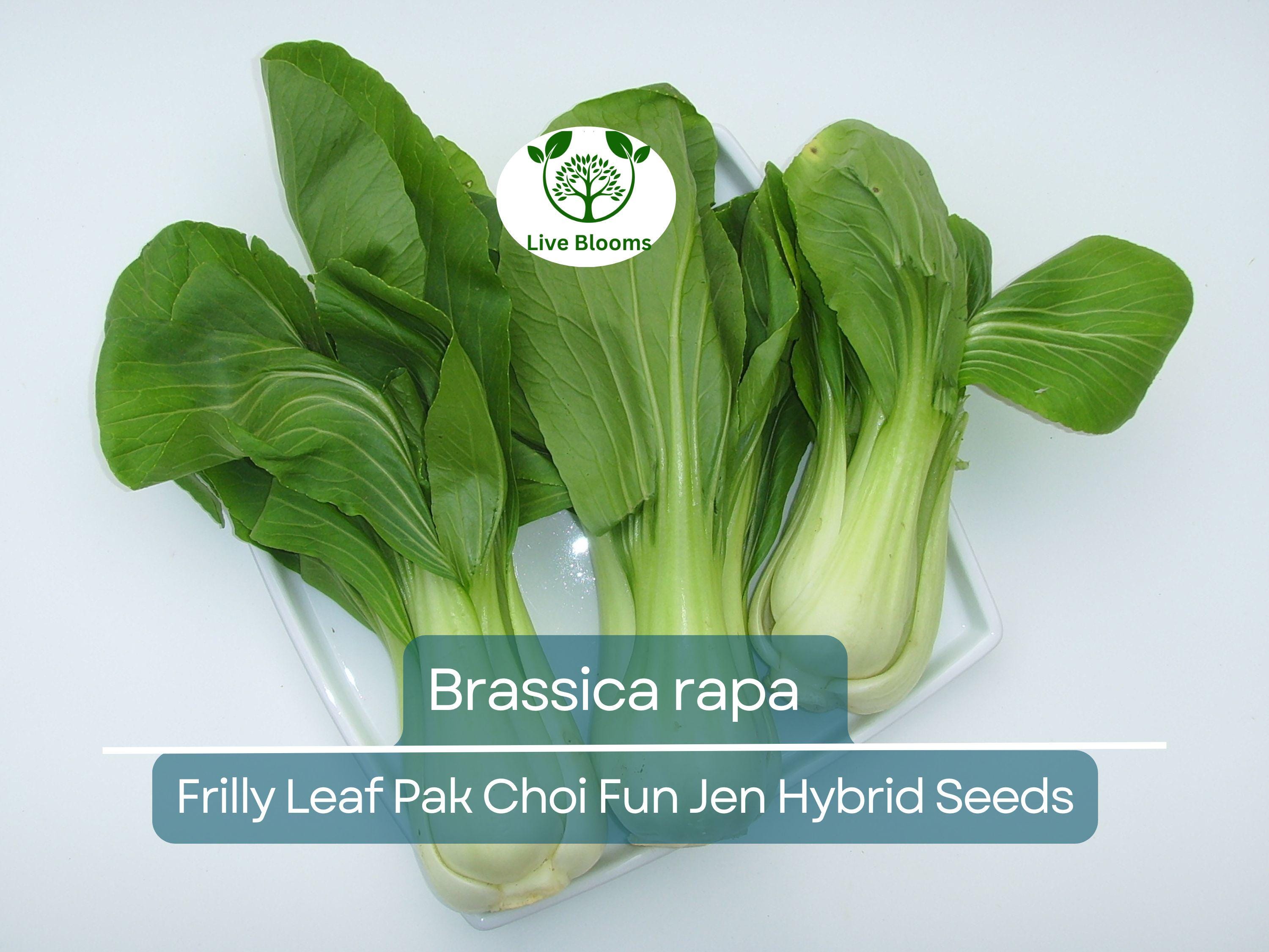 180 Seeds Frilly Leaf Pak Choi Fun Jen Hybrid for Planting (Brassica rapa) - Fast-Growing, Crisp, Nutritious Asian Greens for Home Gardens