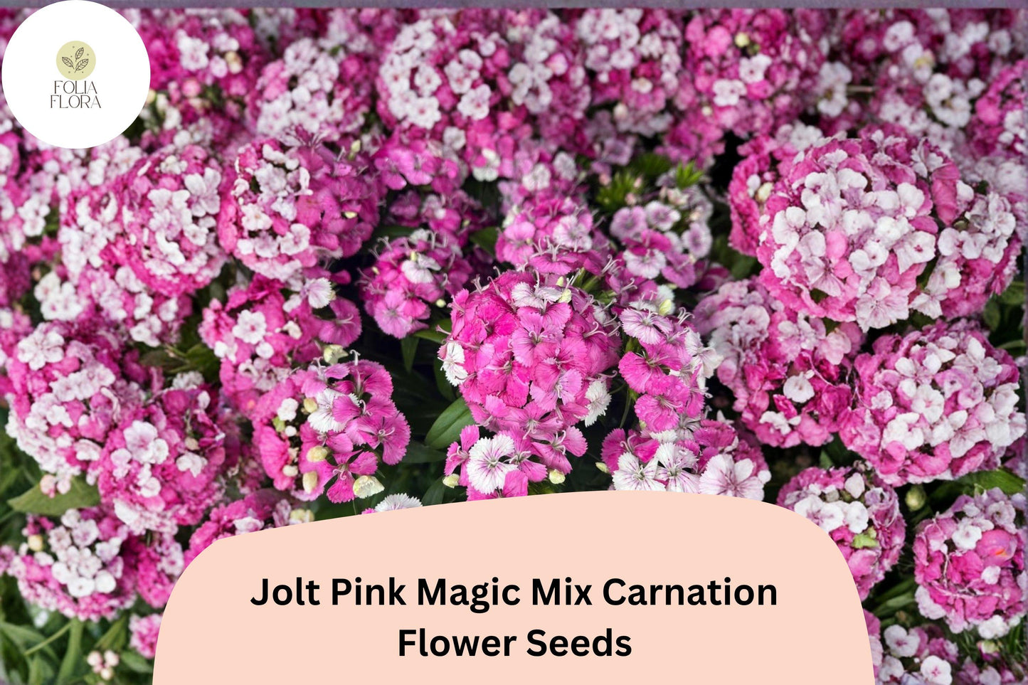 200+ Jolt Pink Magic Mix Carnation Seeds: Pink Double Blooms, Fragrant Hardy Perennial Dianthus