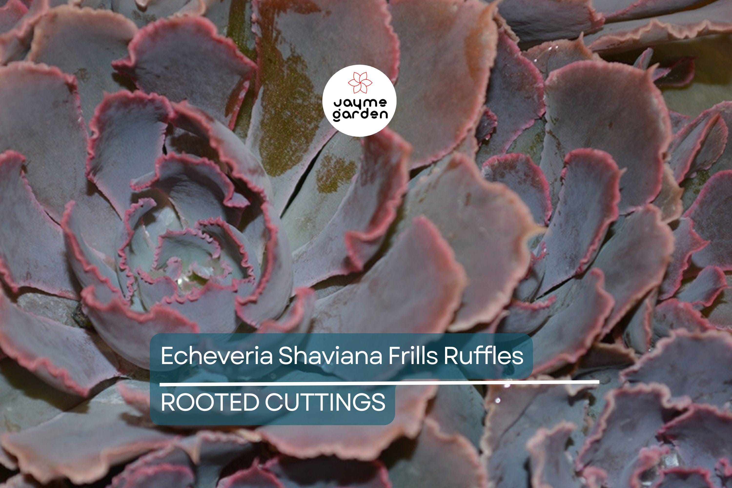 Echeveria Shaviana Frills Ruffles Succulent - 9" Live Plant Cutting Bare Root, HTF, Pink Frills