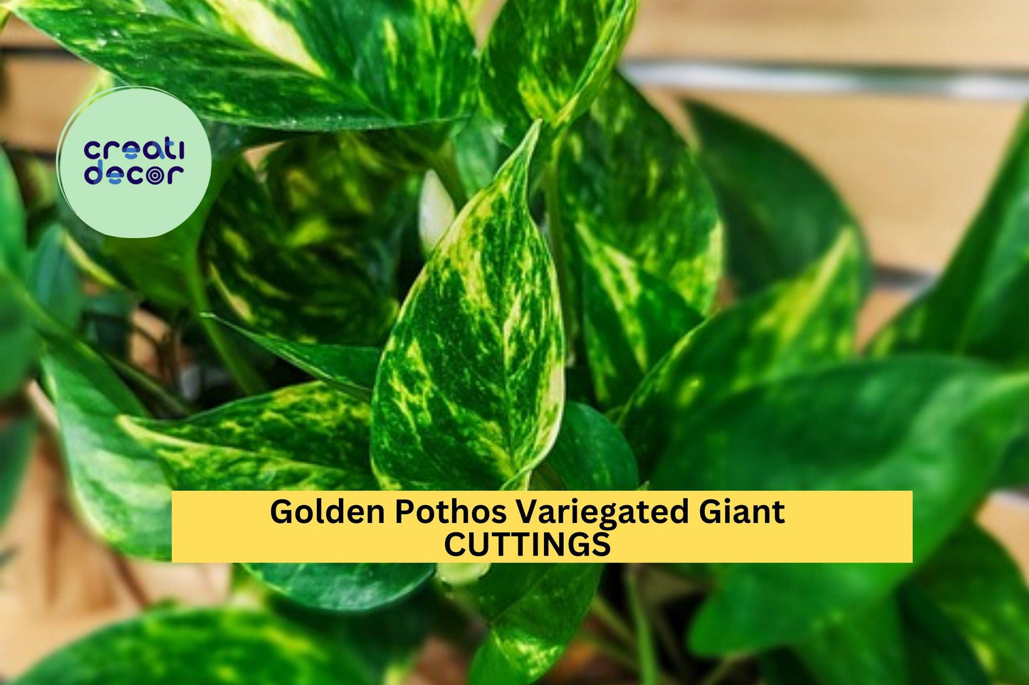3 Golden Pothos Giant Leaf Cuttings – Variegated Epipremnum aureum | Unrooted Vines for Indoor Planters, Hanging Baskets, or Gifts