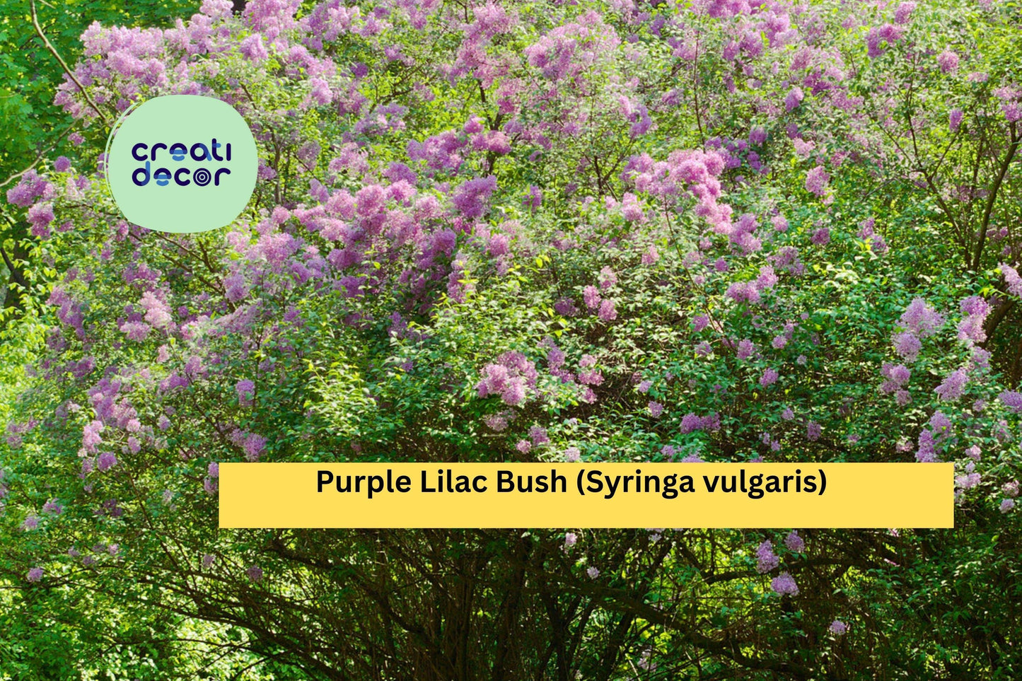 20 Common Lilac Bushes – Purple Syringa vulgaris Bare Root Shrubs with Planting Instructions, Hardy Perennials for Spring Gardens