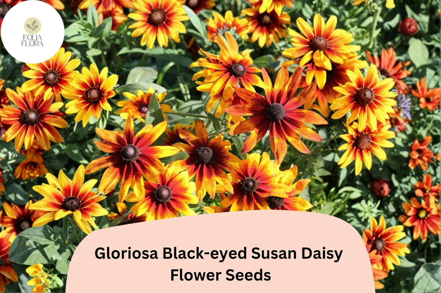 200+ Gloriosa Black-eyed Susan Daisy Seeds | Rudbeckia hirta | Yellow & Red Blooms | Pollinator Garden