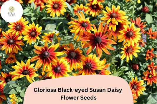 200+ Gloriosa Black-eyed Susan Daisy Seeds | Rudbeckia hirta | Yellow & Red Blooms | Pollinator Garden