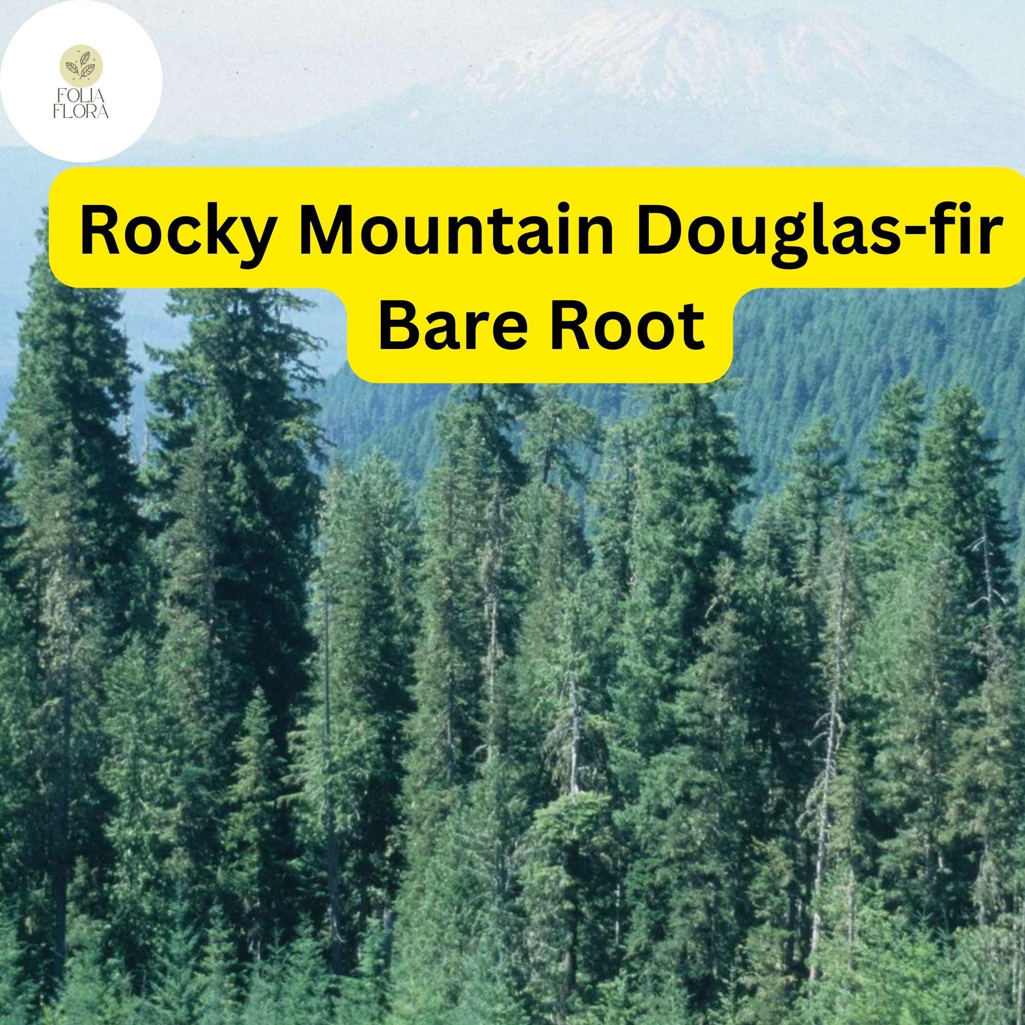 1 Bare Root Live Plant Rocky Mountain Douglas-fir Tree, Pseudotsuga menziesii, Hardy Evergreen for Landscaping