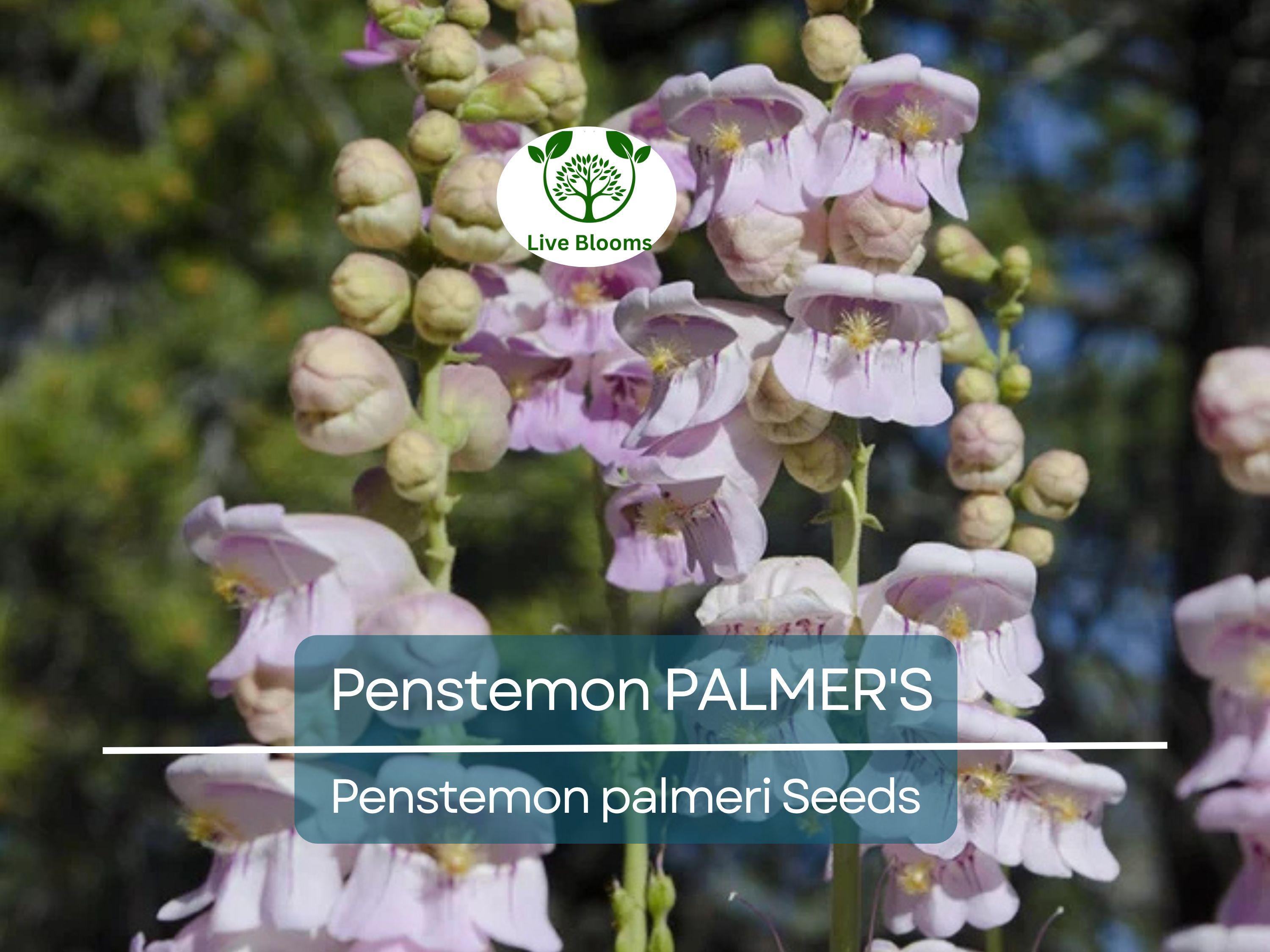 500 Seeds Penstemon PALMER'S Perennial, Hummingbird & Bee Friendly, Non-GMO, Scented Flowers, Long-Lasting Blooms, Penstemon palmeri Seeds