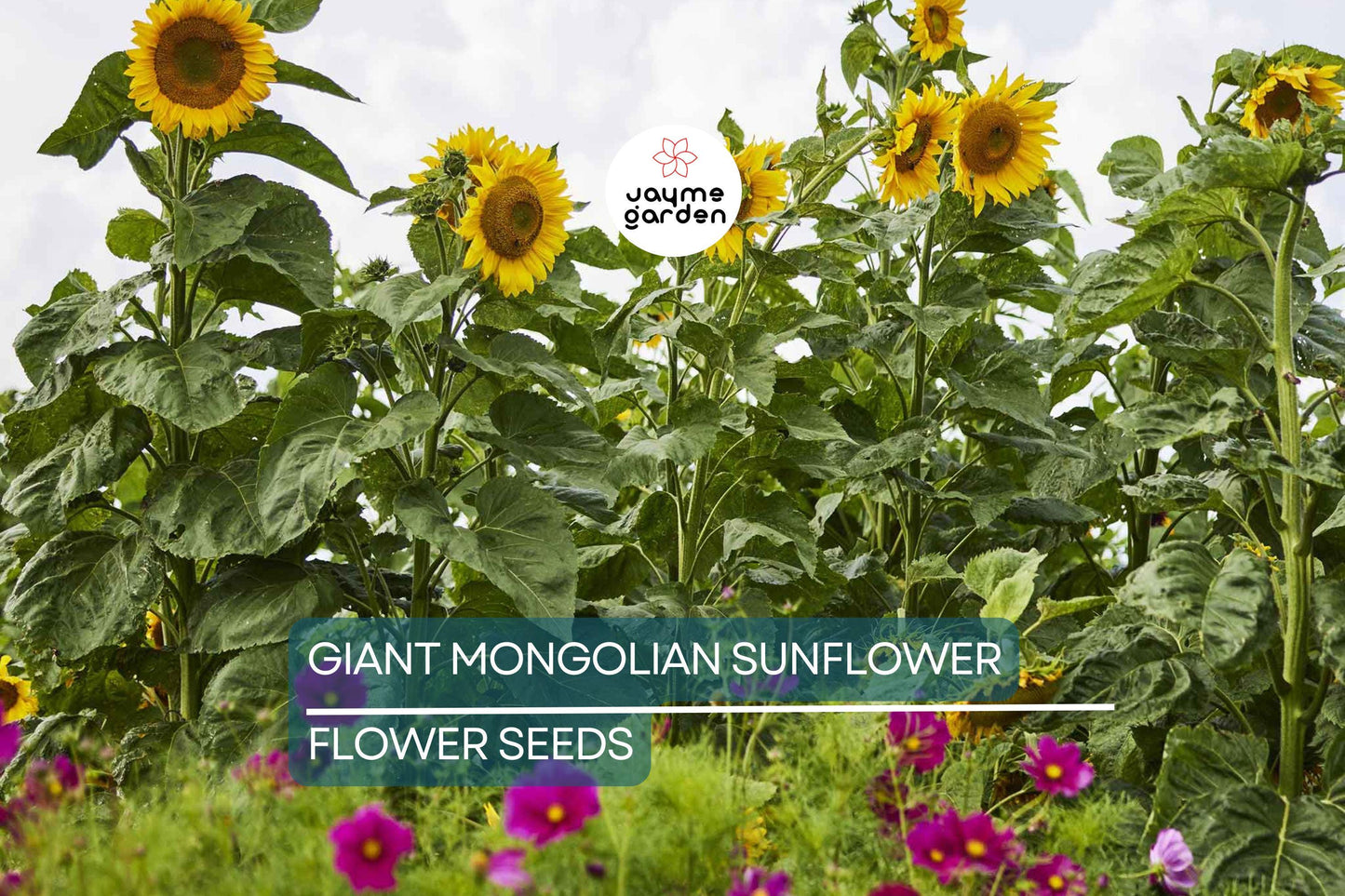 30 Giant Mongolian Sunflower Seeds – Non-GMO, Huge 18" Blooms, 14ft Tall | USA Seller, Free Shipping