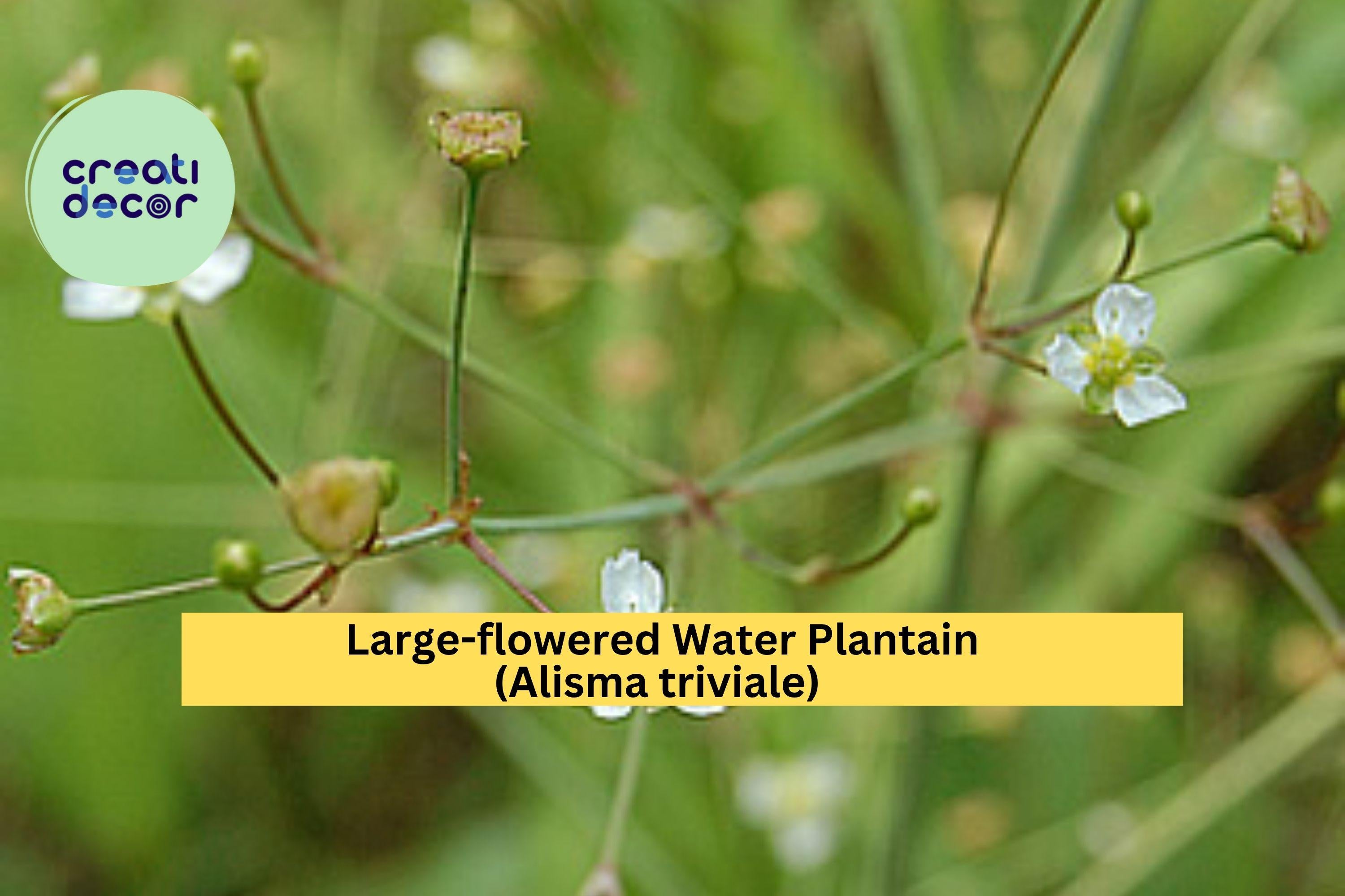 Large-flowered Water Plantain Seeds (Alisma triviale) – 300 Native Aquatic Seeds | Wetland, Pond Edge, Wildlife Habitat | Zones 4–9
