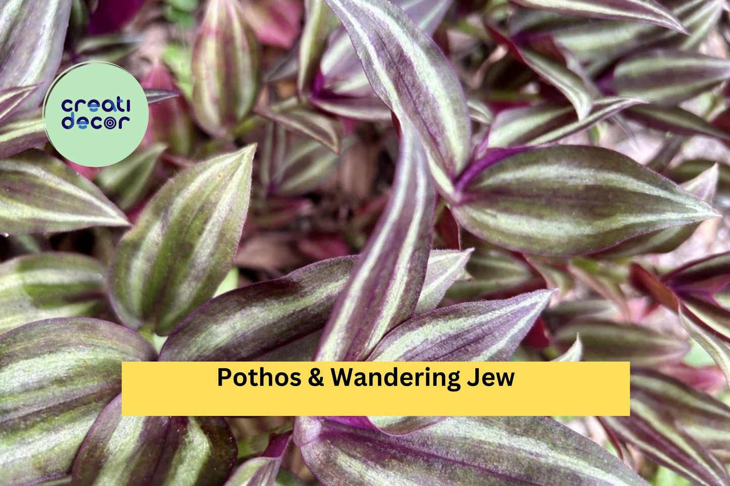 20 Rooted Plant Cuttings – Mix of Pothos & Wandering Jew, Easy-Care Indoor Starter Vines for Hanging Baskets, Pots Houseplant Displays