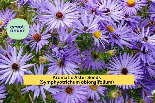 Aromatic Aster Seeds (Symphyotrichum oblongifolium) – 100 Seeds – Native Purple Perennial for Pollinator and Cottage Gardens