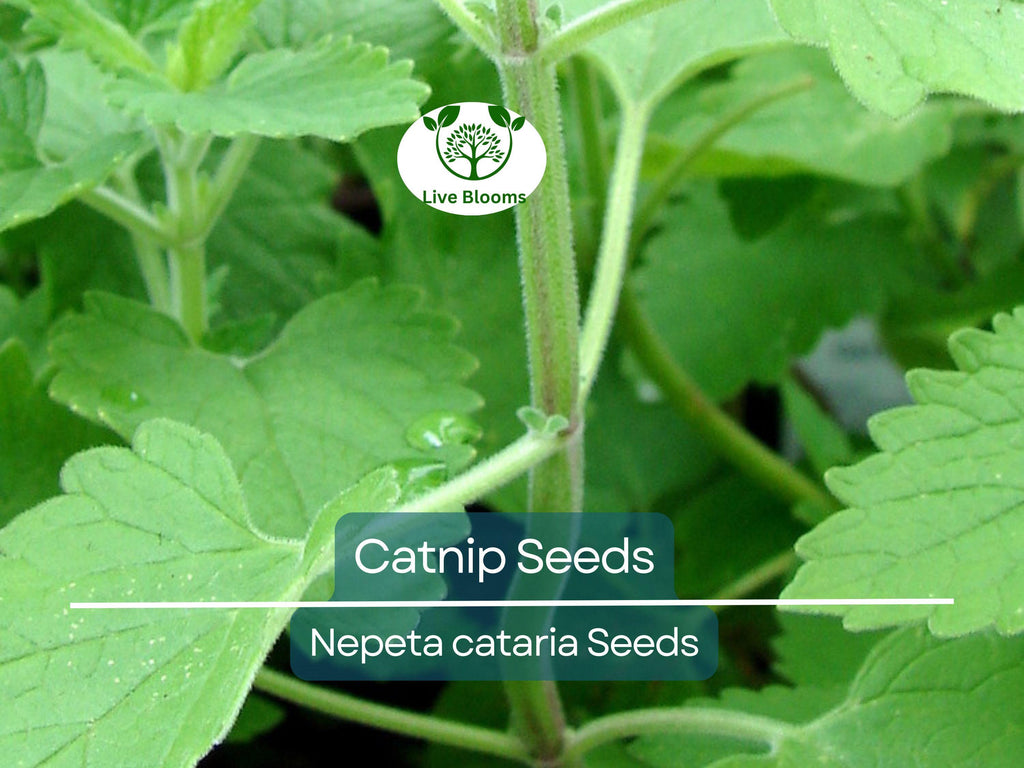 500 Catnip Seeds - Perennial Herb (Nepeta cataria), Non-GMO, Cat Lovers, Happy Kitty, Aromatic, Indoor/Outdoor Growing