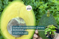 1 Grafted Avocado Marcus (Persea americana) – Live Tropical Fruit Tree 12”-24” Tall, Early Fruiting, Sweet Zapote Fruit