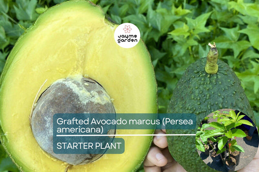 1 Grafted Avocado Marcus (Persea americana) – Live Tropical Fruit Tree 12”-24” Tall, Early Fruiting, Sweet Zapote Fruit