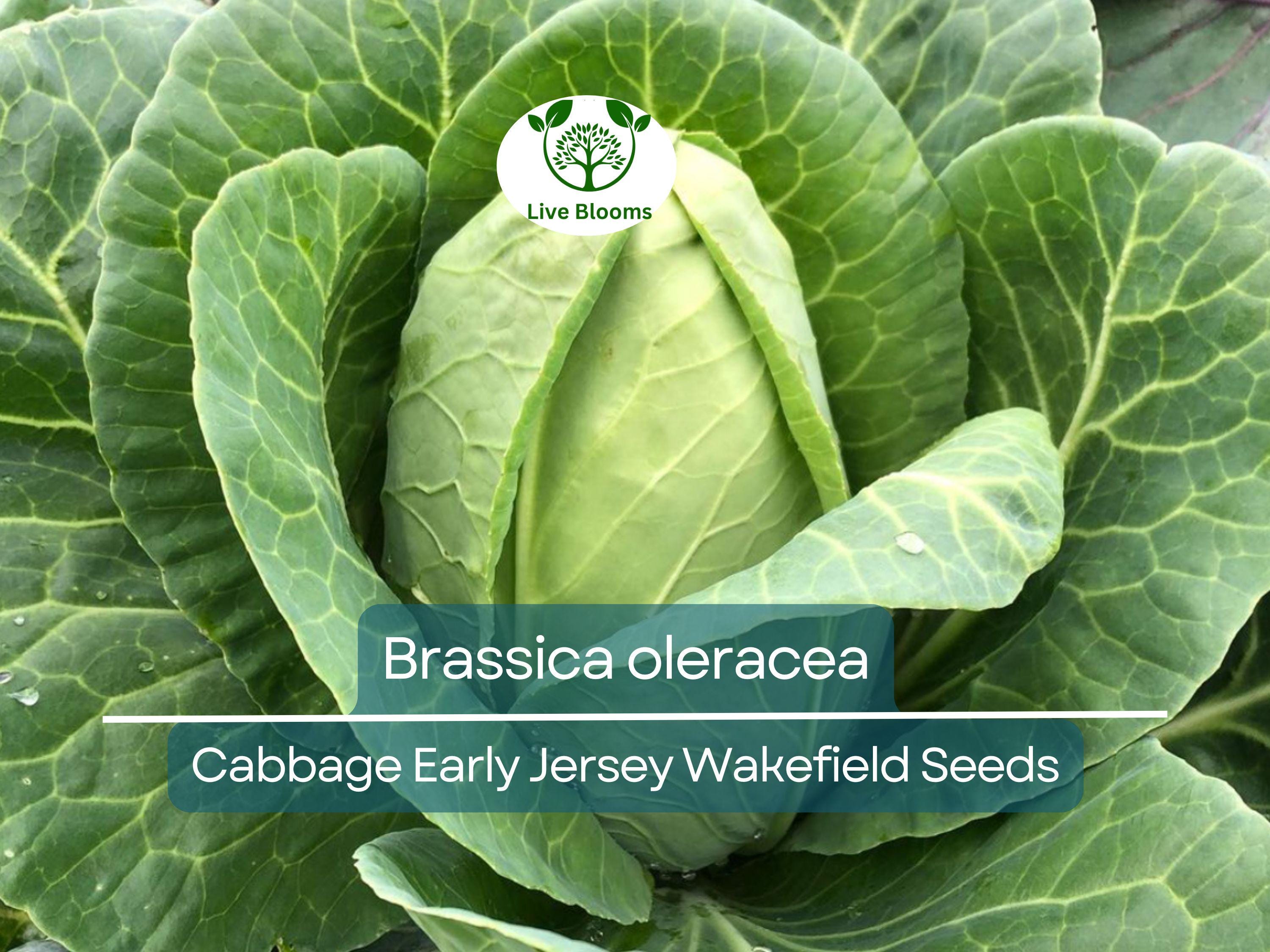 250 Seeds Cabbage Early Jersey Wakefield - Brassica oleracea | Heirloom Cabbage for Planting, Gardening & Early Crisp Harvests