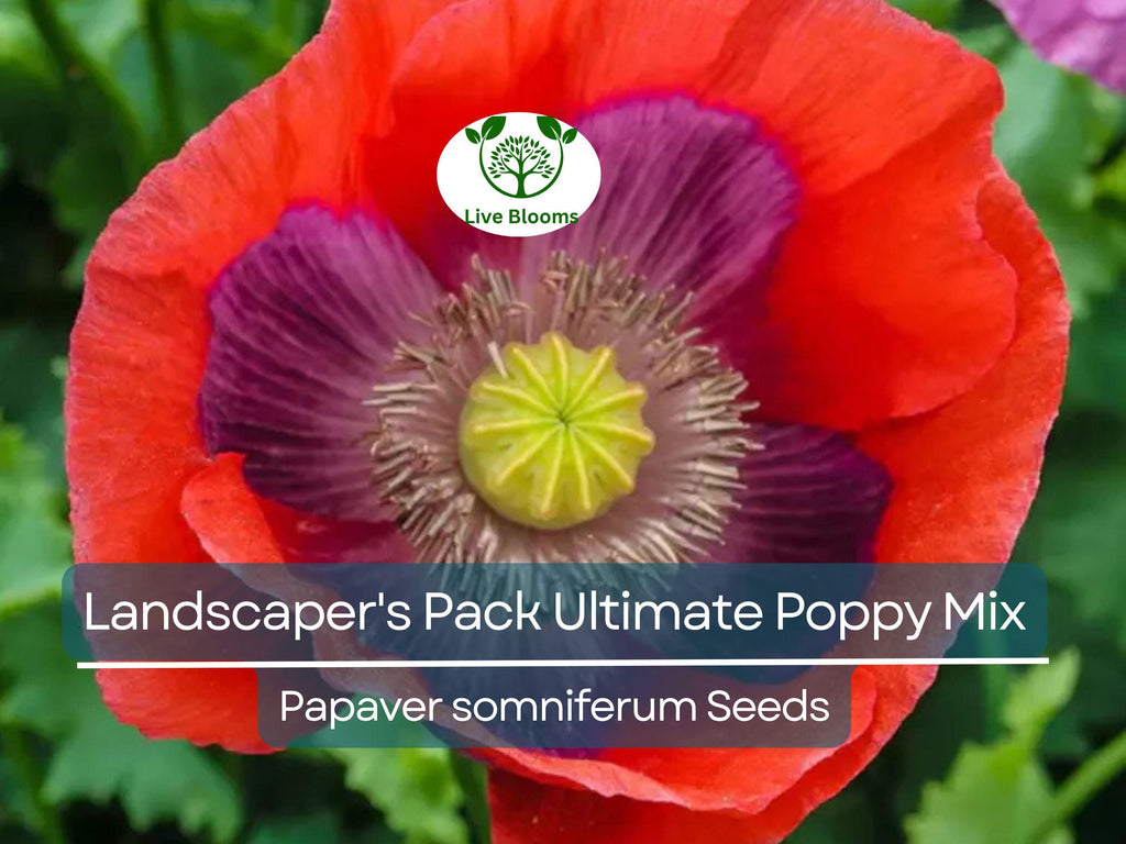 5000 Seeds Landscaper's Pack Ultimate Poppy Mix with Breadseed Papaver Non-GMO, Papaver somniferum, Colorful Garden Flowers