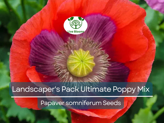 5000 Seeds Landscaper's Pack Ultimate Poppy Mix with Breadseed Papaver Non-GMO, Papaver somniferum, Colorful Garden Flowers