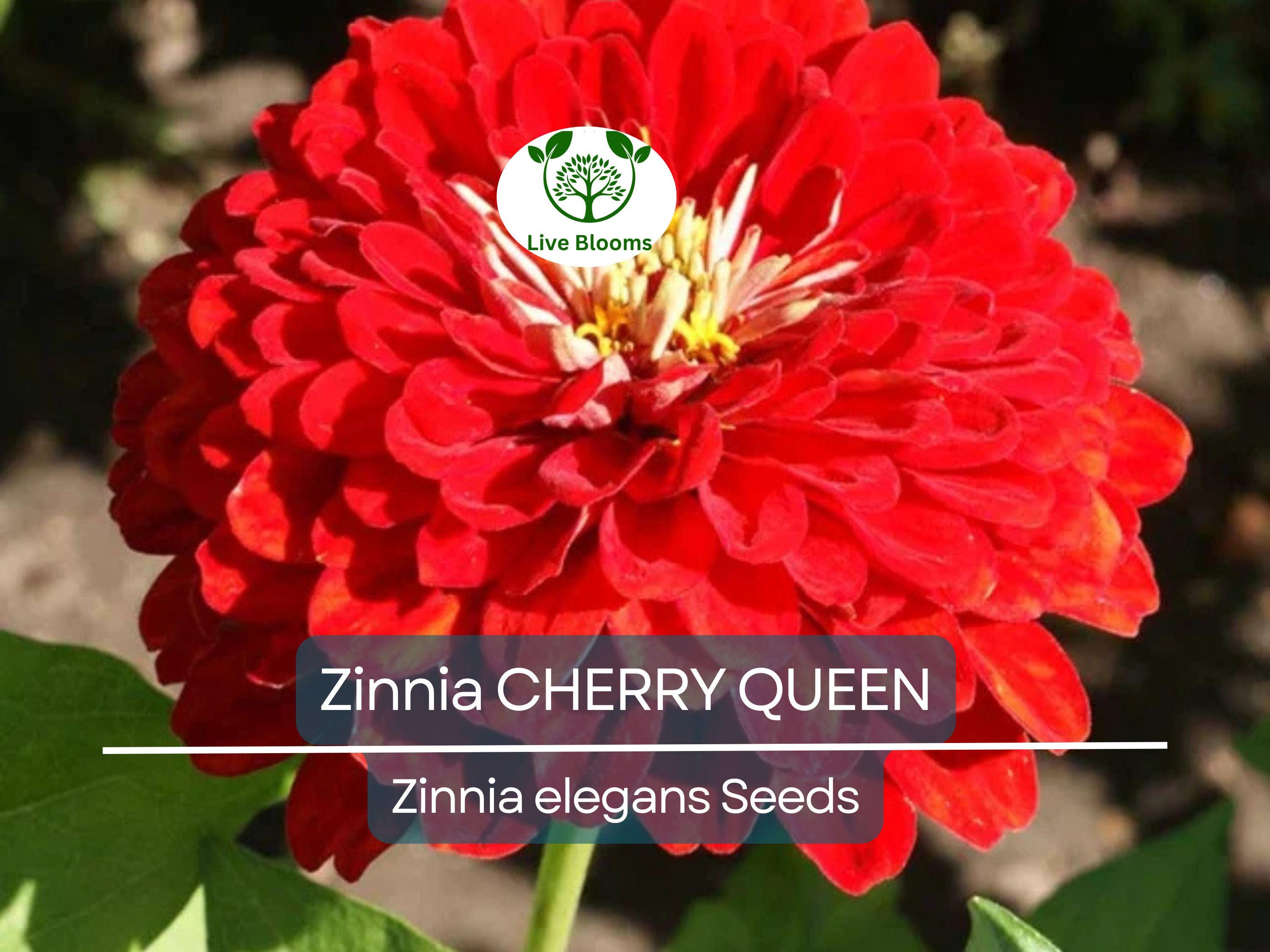 100 Zinnia CHERRY QUEEN Seeds - Red Scarlet Blooms, Cut Flowers, Non-GMO, Attracts Hummingbirds - Zinnia elegans
