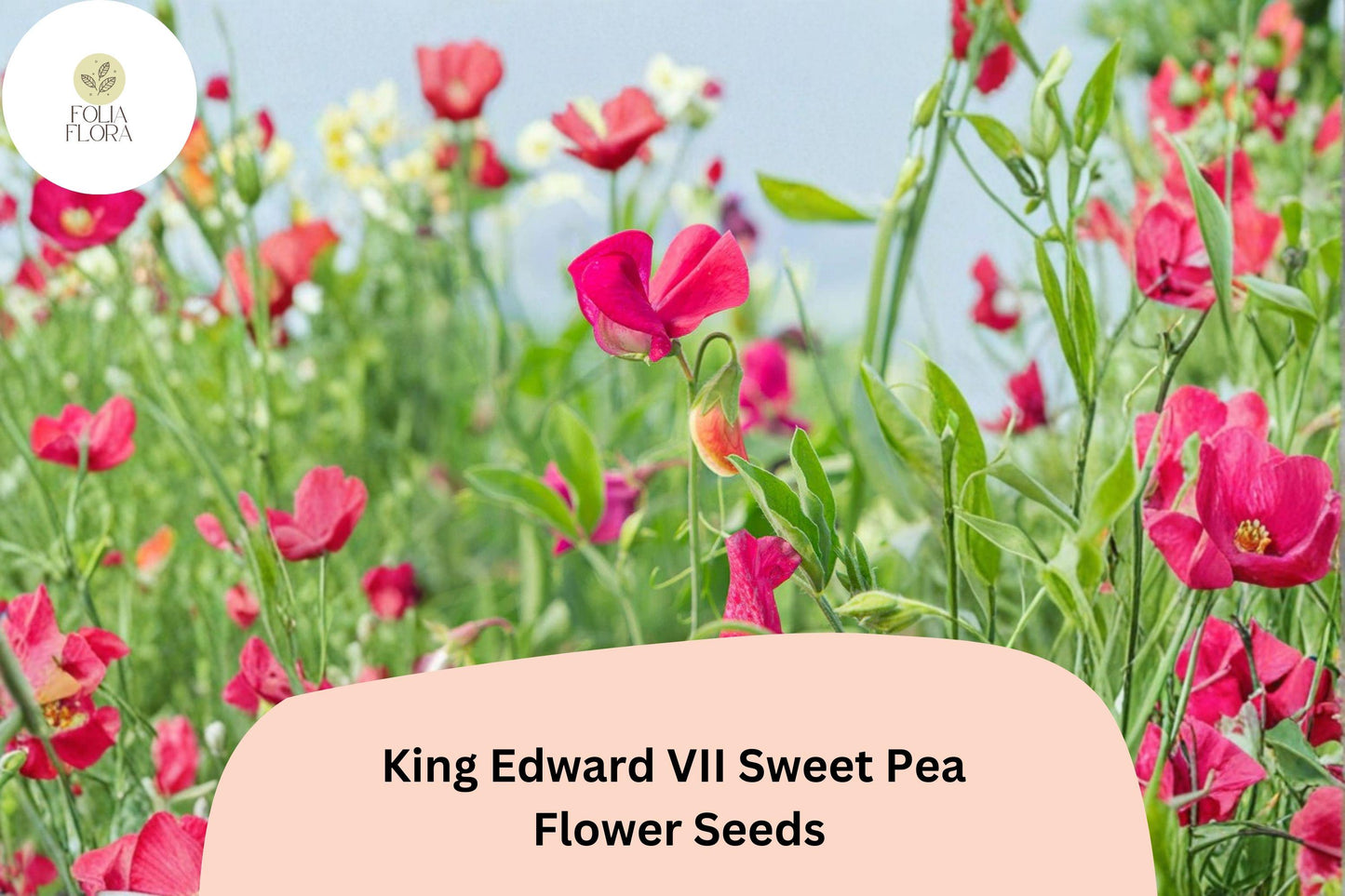 50+ King Edward VII Sweet Pea Seeds | Fragrant Deep Red Flower for Garden Trellis