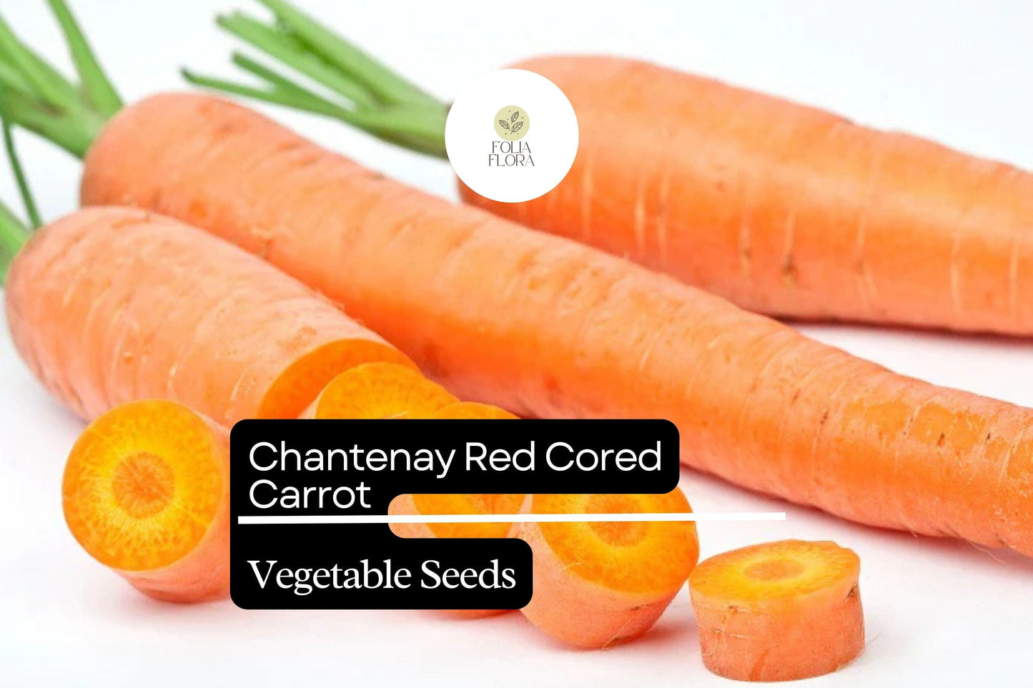 300 Seeds Red Cored Chantenay Carrot (Daucus carota) – Sweet, Crisp Heirloom Variety