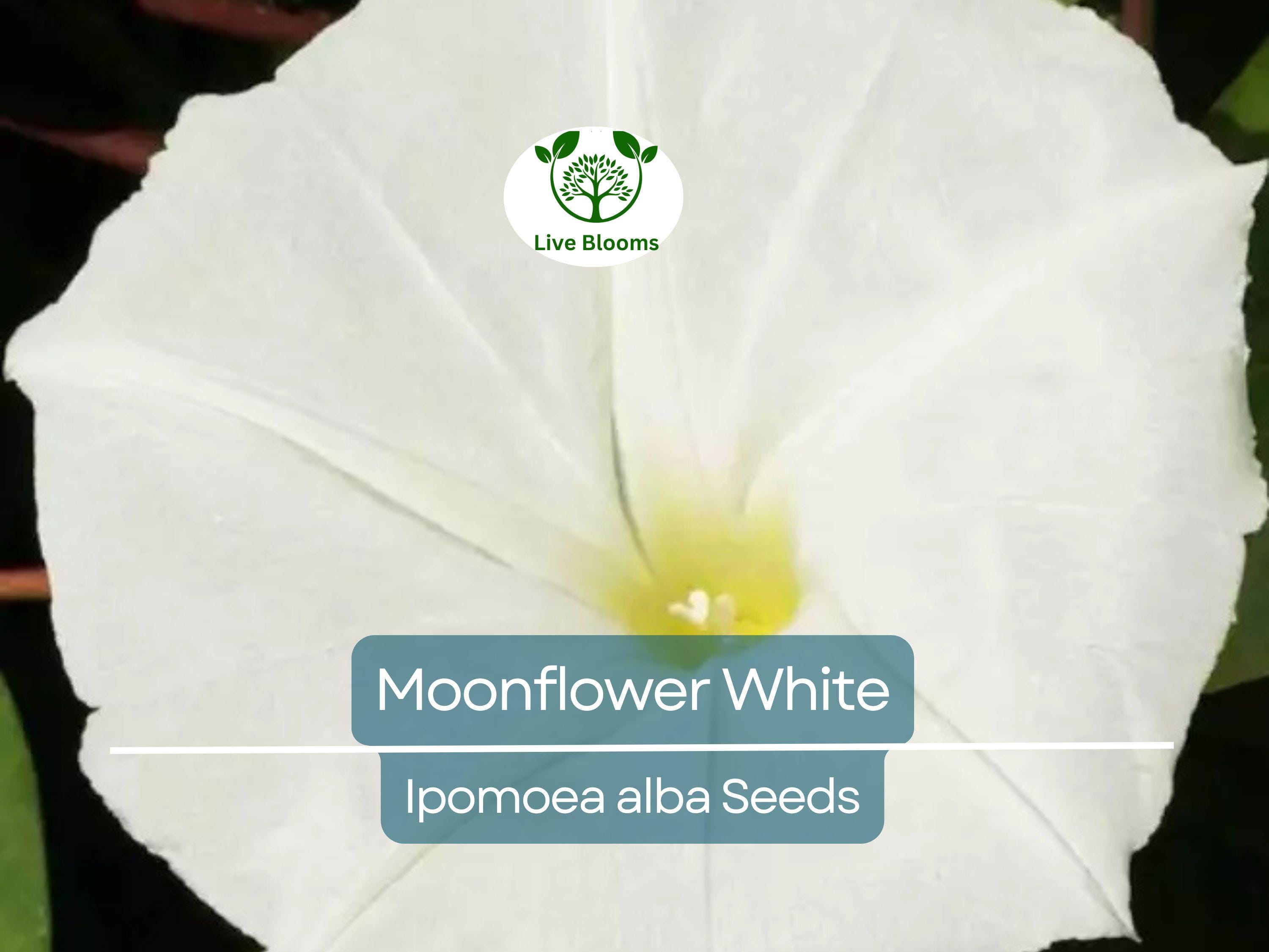 25 Moonflower Seeds - White Night-Blooming Morning Glory Vine | Ipomoea alba, Fragrant, Non-GMO, Climbing Annual, Evening Bloomer