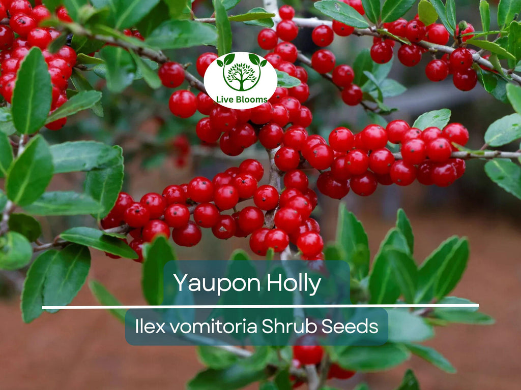 40 Yaupon Holly Seeds (Ilex vomitoria), Tea Shrub, Evergreen Hedge, Native Shrub, Edible Leaves, Bush, Tea Plant, Garden Starter