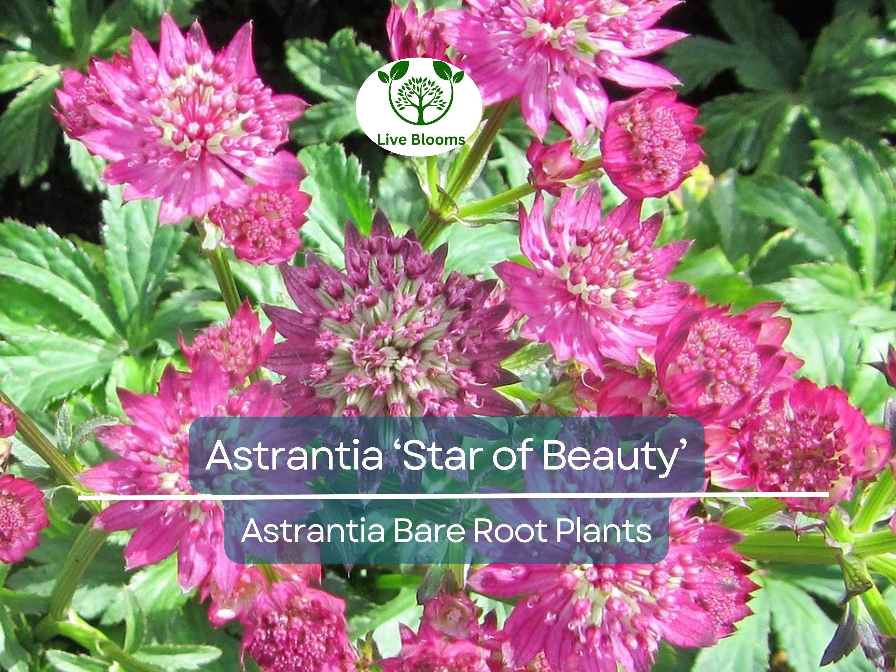1 Astrantia ‘Star of Beauty’ – Bare Root Plant – Unique Shade Perennial – Summer Blooming Flower for Pollinator & Woodland Gardens