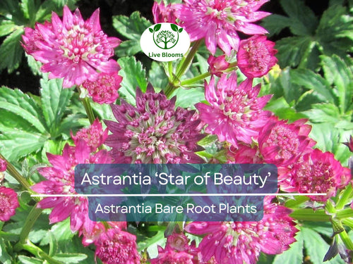 1 Astrantia ‘Star of Beauty’ – Bare Root Plant – Unique Shade Perennial – Summer Blooming Flower for Pollinator & Woodland Gardens