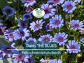 50 Seeds Daisy The Blues Felicia Heterophylla, Blue Flowers, Heirloom, Non-GMO, Pollinators, Perennial, Garden, Wildflower, Easy to Grow
