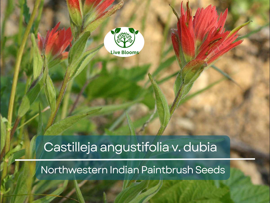300 Seeds Castilleja angustifolia v. dubia Northwestern Indian Paintbrush – Wildflower for Planting, Red Blooms, Native to North America