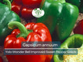 30 Seeds Sweet Pepper Yolo Wonder Bell Improved – Capsicum annuum | High-Yielding Sweet Bell Peppers for Planting & Gardening