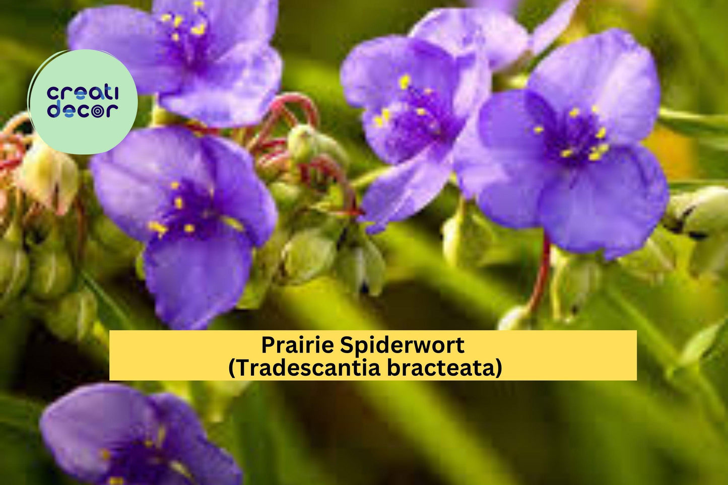 Prairie Spiderwort Seeds – Tradescantia bracteata – 150 Seeds – Native Perennial Wildflower for Prairie & Pollinator Gardens