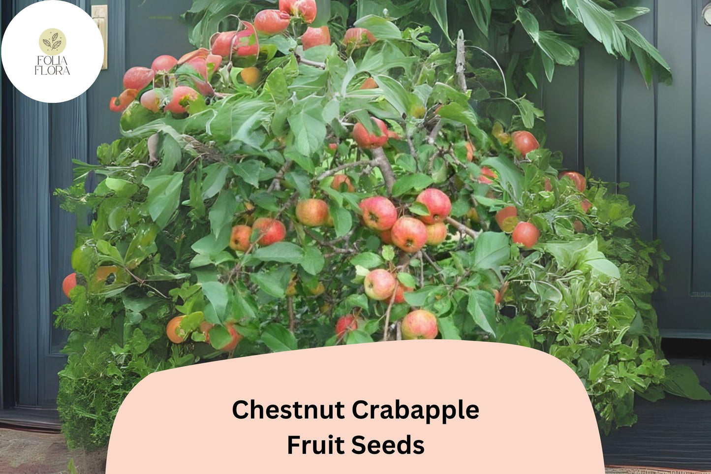 25+ Chestnut Crab Crabapple Seeds | Malus ‘Chestnut Crab’ Ornamental Tree | Pink Blossoms & Red Fall Fruit | Garden Planting