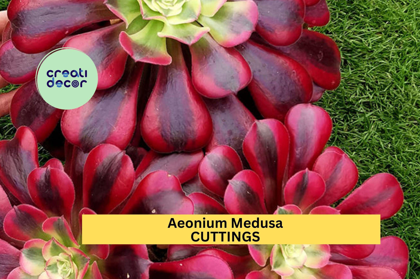 Aeonium ‘Medusa’ Cutting (1) | Rare Succulent Rosette | Unrooted Starter | Unique Foliage for Collectors & Arrangements