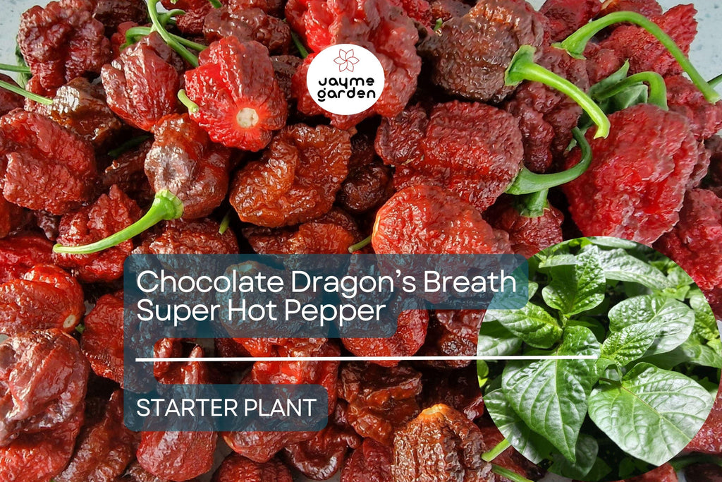 3 Chocolate Dragon’s Breath Starter Plants - Super Hot Pepper Live Plants - Young Plants for Gardens, Containers, & Spicy Recipes