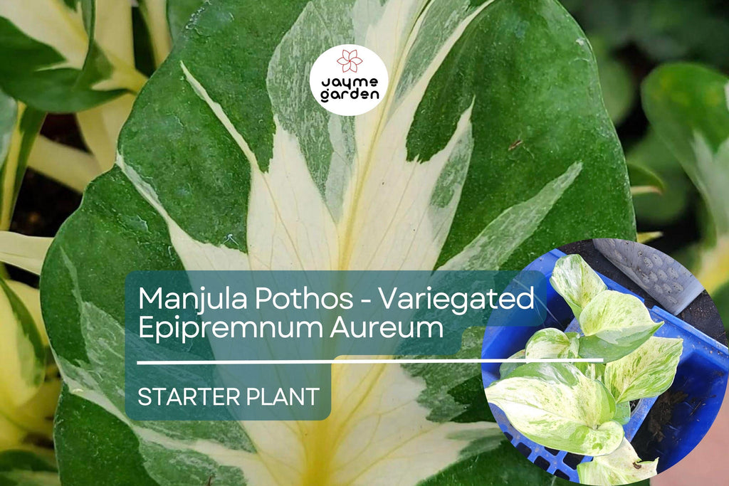 Manjula Pothos Starter Plant - Variegated Epipremnum Aureum - Unique White Green Foliage for Indoor Decor, Hanging Baskets & Shelves