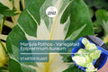 Manjula Pothos Starter Plant - Variegated Epipremnum Aureum - Unique White Green Foliage for Indoor Decor, Hanging Baskets & Shelves