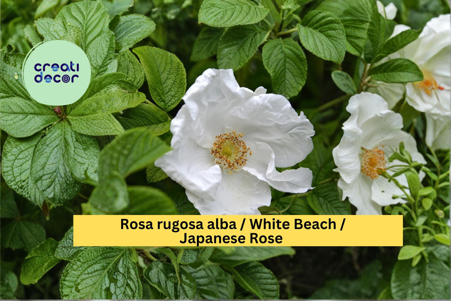White Beach Rose Seeds Rosa rugosa alba 25 Count Hardy Fragrant Rose Garden Shrub Seeds
