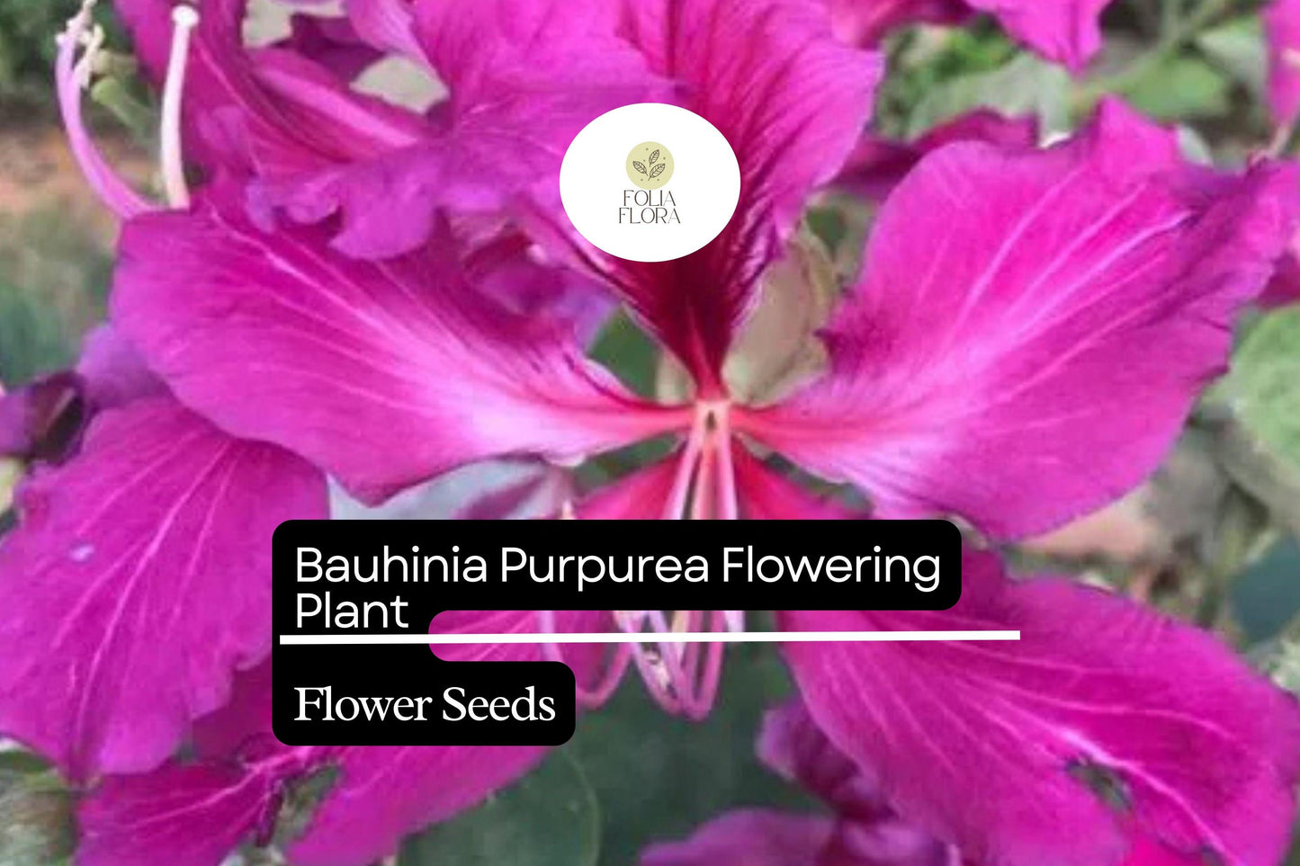 10 Bauhinia Purpurea Seeds | Purple Orchid Tree | Exotic Flowering Plant for Gardens