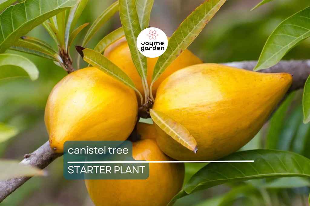 Canistel Tree Seedling | 9-Inch Tall Starter Plant | Live Tropical Fruit Tree | Easy to Grow | Ideal for Warm Climates